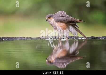 Eurasian sparrowhawk (Accipiter nisus), male, drinking at waterhole, National Park Kiskunság, Hungary Stock Photo