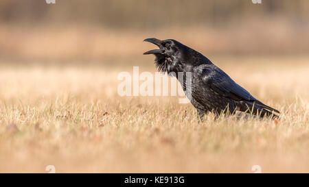 Common raven (Corvus corax), calling, Central Elbe Biosphere Reserve, Saxony-Anhalt, Germany Stock Photo