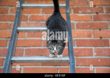 young cat climbing and jumping on a ladder Stock Photo