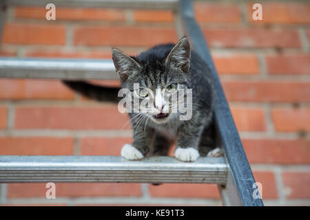 young cat climbing and jumping on a ladder Stock Photo