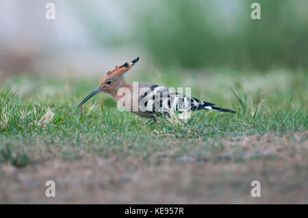 Hoopoe bird searching for worms in the fresh grass Stock Photo