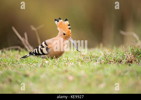 Common Hoopoe or Upupa epops, beautiful bird was eating a bug. Copy space for text Stock Photo