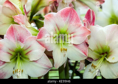 Hippeastrum Amarylis 'Apple Blossom' Stock Photo
