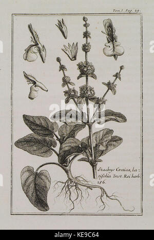Stachys Cretica latifolia Inst Rei Herb 286   Tournefort Joseph Pitton De   1717 Stock Photo