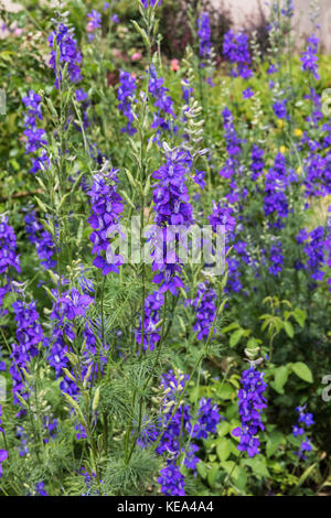 Delphinium Stock Photo