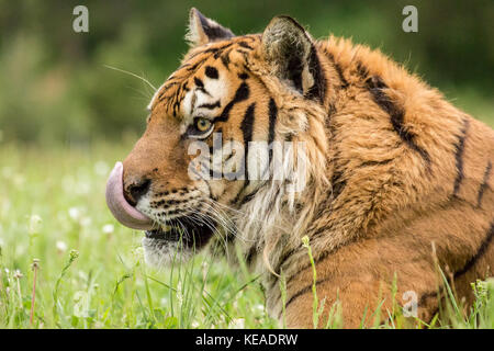 Portrait of a Siberian Tiger at rest in a meadow in Bozeman, Montana, USA.  Captive animal. Stock Photo