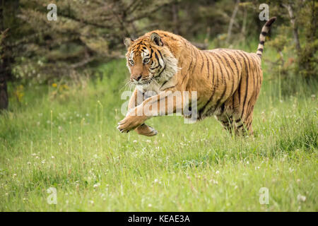 Siberian Tiger running in a meadow in Bozeman, Montana, USA.  Captive animal. Stock Photo