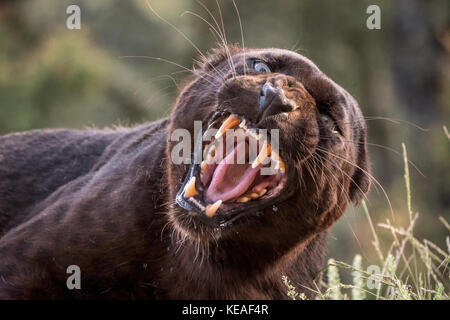 Black panther growling, showing its sharp teeth, near Bozeman, Montana, USA.  A black panther in the Americas is the melanistic color variant of black Stock Photo