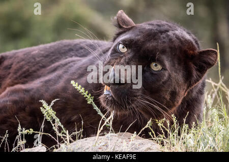 Black panther snarling a warning near Bozeman, Montana, USA.  A black panther in the Americas is the melanistic color variant of black jaguars (Panthe Stock Photo