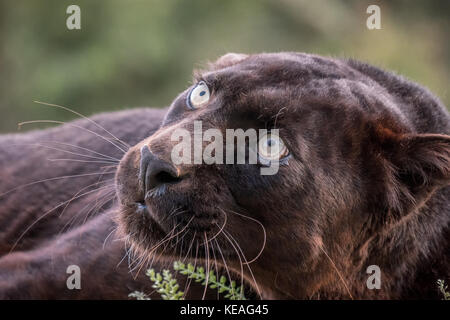 Black panther snarling a warning near Bozeman, Montana, USA.  A black panther in the Americas is the melanistic color variant of black jaguars (Panthe Stock Photo