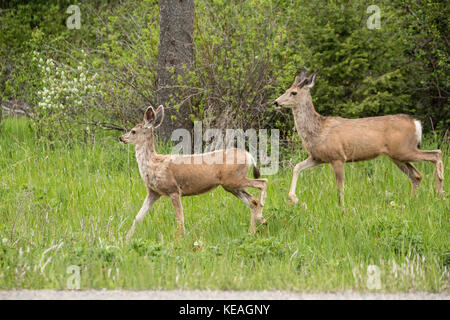 One male and one female Mule Deer beside a rural road near Bozeman, Montana, USA. Stock Photo