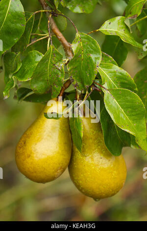 Close-up of Bosc pears growing on a tree in western Washington, USA Stock Photo
