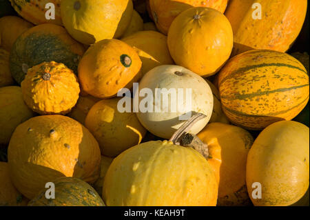 Miscellaneous gourds and squash at a pumpkin patch in Half Moon Bay, California, USA Stock Photo