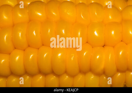 Sweet corn background. Orange boiled corn closeup macro. Stock Photo