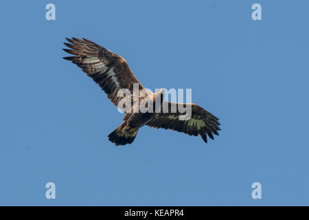 Golden Eagle in Scania Sweden Stock Photo