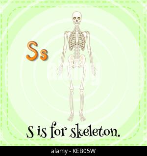 Flashcard letter S is for skeleton Stock Vector