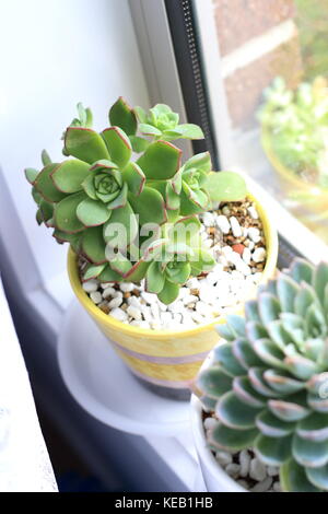 Close up of potted Aeonium castello paivae Stock Photo