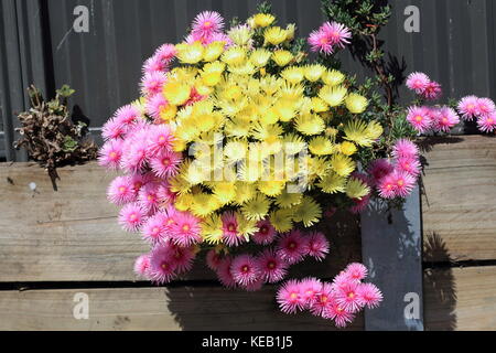 Pink and yellow Pig face flowers or Mesembryanthemum, ice plant flowers, Livingstone Daisies in full bloom Stock Photo