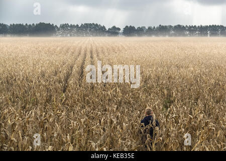 a man standing alone in a corn field. It is a magical moment where the fog cleared and a few rays of sunlight paved the way through the clouds. Stock Photo