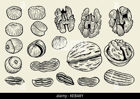 Great collection of highly detailed hand drawn nuts. Isolated on beige. Vector illustration Stock Vector