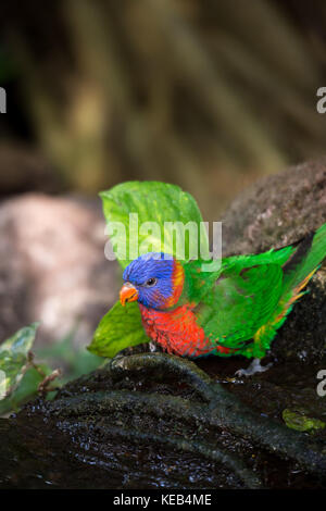 Rainbow Lorikeet Sitting on Tree Trunk in the Jungle, Australia Stock Photo