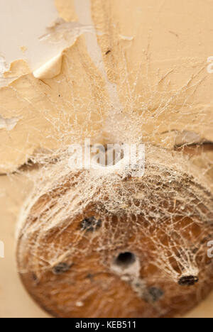 Old enectric switch in abandoned home Stock Photo