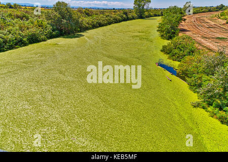 vivid background of green algae on river in Italian countryside Stock Photo