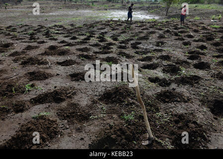 MOZAMBIQUE, Moatize, the village Chipanga was resettled by VALE coal mining, a brazil company, the new settlement Cateme built by Vale is 40 km far, Jose and his family is still planting maize on their old farm in Chipanga, but they are not sure if the can harvest it breore the bulldozer will come again / MOSAMBIK, Moatize, fuer die Erweiterung der Kohlemine des brasilianischen Unternehmens VALE wird die Ortschaft Chipanga abgerissen, die Bewohner werden 40 km von Moatize enfernt nach Cateme umgesiedelt, Jose und seine Familie pflanzen Mais solange es geht Stock Photo