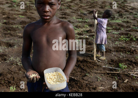 MOZAMBIQUE, Moatize, the village Chipanga was resettled by VALE coal mining, a brazil company, the new settlement Cateme built by Vale is 40 km far, Jose and his family is still planting maize on their old farm in Chipanga, but they are not sure if the can harvest it breore the bulldozer will come again / MOSAMBIK, Moatize, fuer die Erweiterung der Kohlemine des brasilianischen Unternehmens VALE wird die Ortschaft Chipanga abgerissen, die Bewohner werden 40 km von Moatize enfernt nach Cateme umgesiedelt, Jose und seine Familie pflanzen Mais solange es geht Stock Photo