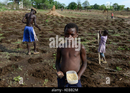 MOZAMBIQUE, Moatize, the village Chipanga was resettled by VALE coal mining, a brazil company, the new settlement Cateme built by Vale is 40 km far, Jose and his family is still planting maize on their old farm in Chipanga, but they are not sure if the can harvest it breore the bulldozer will come again / MOSAMBIK, Moatize, fuer die Erweiterung der Kohlemine des brasilianischen Unternehmens VALE wird die Ortschaft Chipanga abgerissen, die Bewohner werden 40 km von Moatize enfernt nach Cateme umgesiedelt, Jose und seine Familie pflanzen Mais solange es geht Stock Photo