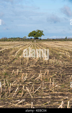 Lone oak tree in a harvested corn stubble field with straight rows Stock Photo