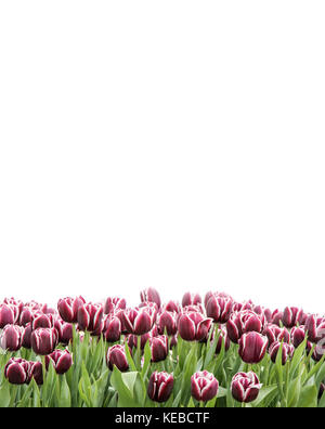 Fresh purple and white tulips as border on the lower side of the vertical frame in a seamless empty white background. Useful as design element and tem Stock Photo