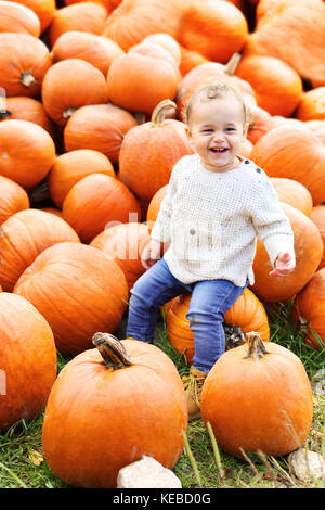 Happy little boy in pumpkin field picking pumpkins Stock Photo