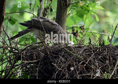 Sparrowhawk / Sperber ( Accipiter nisus ), caring female, feeding its offspring, very young chick in nest, wildlife, Europe. Stock Photo