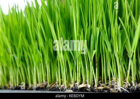 Close up of rice sprouts growing from seeds. Stock Photo