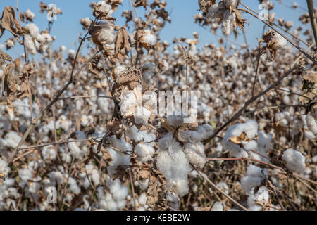 Cotton is a soft, fluffy staple fiber that grows in a boll, or protective capsule, around the seeds of cotton plants of the genus Gossypium. The fiber Stock Photo
