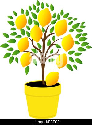 Lemon tree in pot, illustration, vector on white background Stock ...
