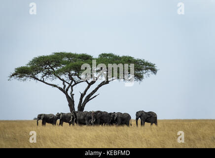 This gathering of elephant clan under an acacia tree occurred in August 2017 during the 'Great Migration', in Tanzania's central Serengeti Stock Photo