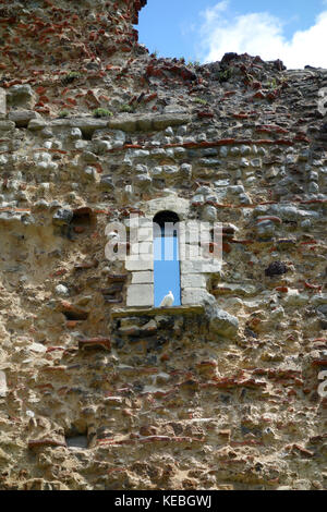 White dove in window of Colchester Castle, Essex Stock Photo