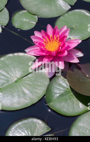 Water Lily Flower Stock Photo