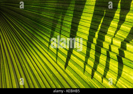 Palm Leaf Abstract Stock Photo