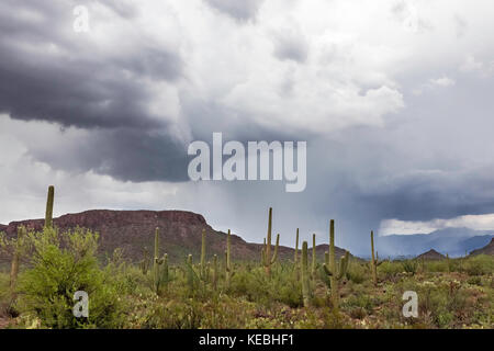 Monsoon storm, Saguaro National Park, Tucson, Arizona, USA Stock Photo