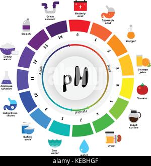 The pH scale Universal Indicator pH Color Chart diagram acidic alkaline values common substances vector illustration flat icon design Colorful Stock Vector