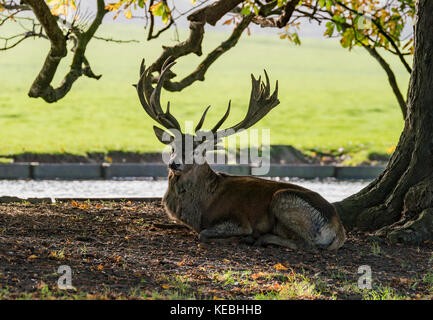 Deer at Woburn Abbey