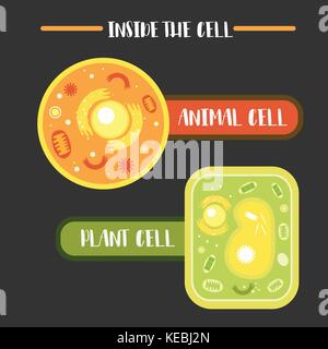 Inside the animal plant cell structure illustration vector Stock Vector