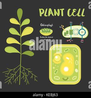 Inside theplant cell structure illustration vector Stock Vector