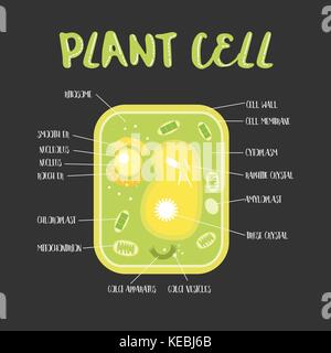 Inside theplant cell structure illustration vector Stock Vector