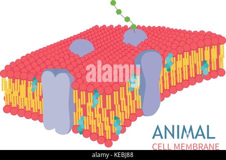 Animal Cell Anatomy structure vector illustration Stock Vector Image ...