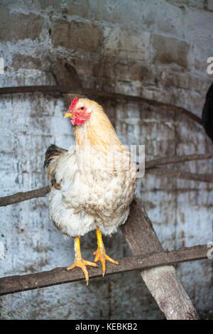 Backyard Chicken farming Stock Photo