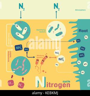 nitrogen fixation diagram